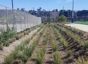  San Diego Unified School District - Correia Middle School Sports Complex Gallery landscape